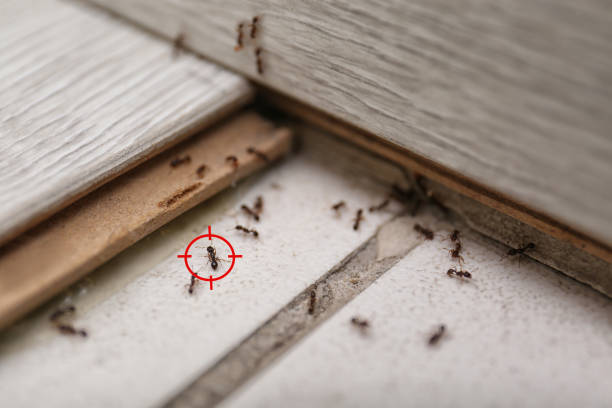 Best Bed Bug Extermination  in Baird, TX